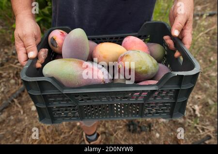 Ernte von verpackten frischen Mangofrüchten von Bio-Bauernhof durch Landwirte. Tropischer Anbau Stockfoto