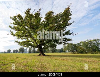 Eine einzelne prächtige Eiche steht auf einer grünen Wiese im Sonnenlicht des Spätsommers. Stockfoto