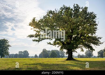 Eine einzelne prächtige Eiche steht auf einer grünen Wiese im Sonnenlicht des Spätsommers. Stockfoto