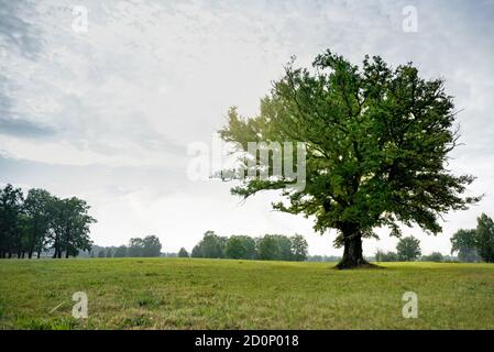 Eine einzelne prächtige Eiche steht auf einer grünen Wiese im Sonnenlicht des Spätsommers. Stockfoto