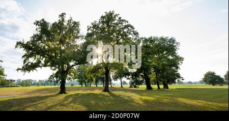 Eine Reihe von großen Bäumen am Rande einer Wiese wird von der Sonne beleuchtet und die Blätter leuchten leuchtend grün. Stockfoto