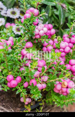 Pernettya mucronata immergrüner Strauch mit rosa Beeren. Herbstpflanze im Tonblumentopf Stockfoto