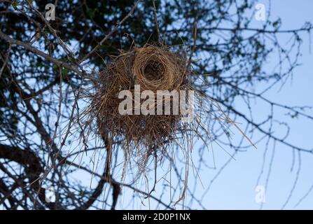 Das unordentliche Grasnest des Weißbrauen-Sparrow Weaver ist fast immer auf der Westseite eines Dornenbaums als Unterschlupf gebaut. Stockfoto