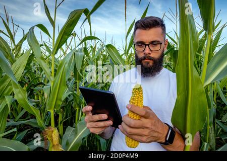 Landwirt steht im Maisfeld Inspektion Maiskolben und fotografieren mit einem Tablet-Computer zu überprüfen, ob es bereit für die Ernte / Ernte ist. Konzept von Stockfoto