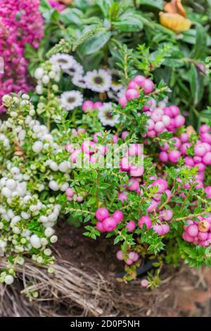 Pernettya mucronata immergrüner Strauch mit rosa Beeren. Herbstpflanze im Tonblumentopf Stockfoto