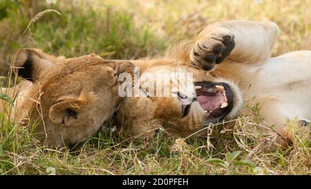 Jugendlöwe und Löwin, Maasai Mara, Kenia Stockfoto
