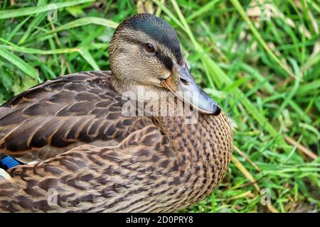 Ente in einem Park Stockfoto