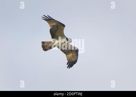 Ein westlicher Fischadler Pandion haliaetus, der über dem Himmel fliegt. Stockfoto