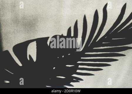 Tropischer Palmenblattschatten auf leerer grauer Wand, schwarz und weiß Stockfoto