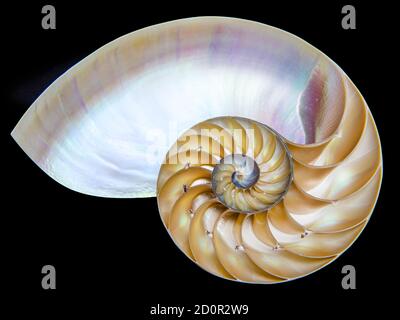 Detailreiches Foto einer halbierten Schale eines gekammerten nautilus (Nautilus pompilius) zeigt ein schönes Spiralmuster. Isoliert auf Schwarz Stockfoto