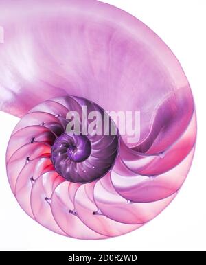 Detailreiche rosa halbierte Schale eines gekammerten nautilus (Nautilus pompilius) zeigt ein schönes Spiralmuster. Isoliert auf Weiß Stockfoto