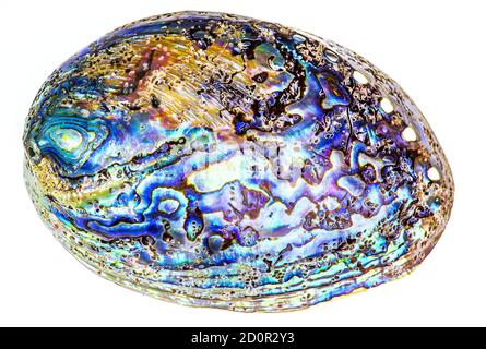 Polierte Taua-Abalone-Muschel (Haliotis Iris) aus Neuseeland. Kurven und Schichten sind mit lebendigen Perlen bedeckt. Isoliert auf Weiß Stockfoto