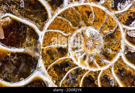 Ammonit ist eine prähistorische Schale Tiere vornehmlich Spiral Shell wurde in ein solid Mineral versteinerte und ist jetzt ein Gegenstand des Sammelns Stockfoto