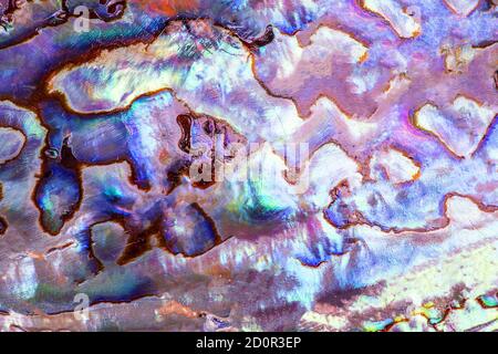 Makro von polierter Paua-Abalone-Muschel (Haliotis Iris) aus Neuseeland. Kurven und Schichten sind mit lebendigen Perlen bedeckt - ideal für Hintergrund. Stockfoto