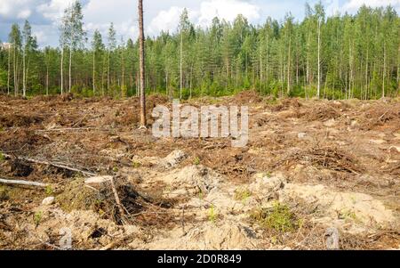 Blick auf eine frische europäische klare Schnittfläche im Taiga-Wald , wo Boden vorbereitet und neue Fichtenbaumknödel gepflanzt wurde , Finnland Stockfoto