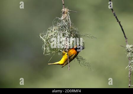 Speke Weber Ploceus Spekei, Männlich, die Arbeiten am Nest, Bogoria Park in Kenia Stockfoto