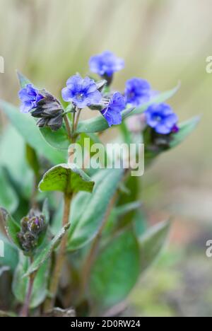 Lungenkraut oder pulmonaria blau Fähnchen in Blüte, pulmonaria angustifolia Pflanze, UK Stockfoto