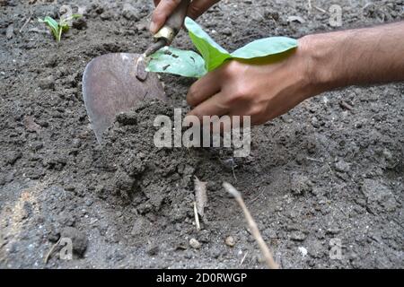 Ein Blumenkohlensämling in einem Garten. Stockfoto