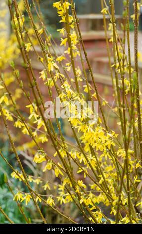 Forsythia x intermedia goldrush gelbe Blüten close-up, UK Stockfoto