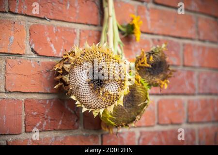 Trocknung Sonnenblumenköpfe für Vögel, getrocknete Sonnenblumen für Vogelfutter UK Stockfoto