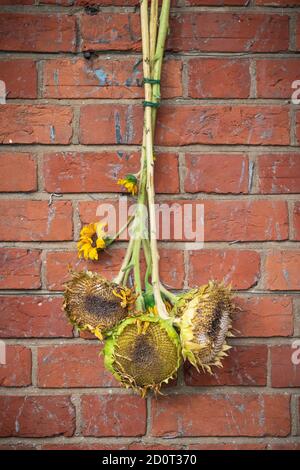 Getrocknete Sonnenblumenköpfe hängen an der Wand. Trocknen von Sonnenblumenköpfen, die Nahrung für Vögel machen, Großbritannien Stockfoto