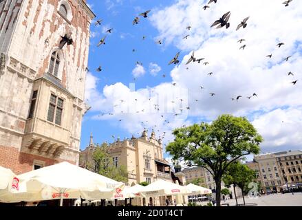 Krakau. Krakau. Polen. Taubenschar, der über den Hauptmarkt zwischen Rathausturm (Wieza Ratuszowa) und Tuchhalle (Sukiennice) fliegt. Stockfoto