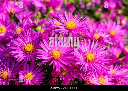 Aster novi belgii 'dandy' ein magenta rosa krautigen Sommer Herbst Mehrjährige Blume Pflanze gemeinhin als Michaelmas Gänseblümchen Stock Foto bekannt Bild Stockfoto