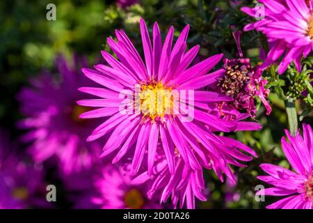 Aster novi belgii 'dandy' ein magenta rosa krautigen Sommer Herbst Mehrjährige Blume Pflanze gemeinhin als Michaelmas Gänseblümchen Stock Foto bekannt Bild Stockfoto