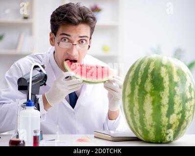Die Wissenschaftler testen Wassermelone im Labor Stockfoto