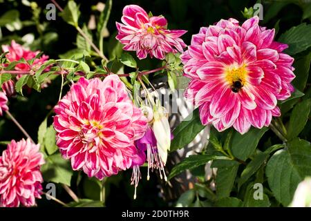 Schöne Darstellung von Dahlien und Fuchsias Stockfoto