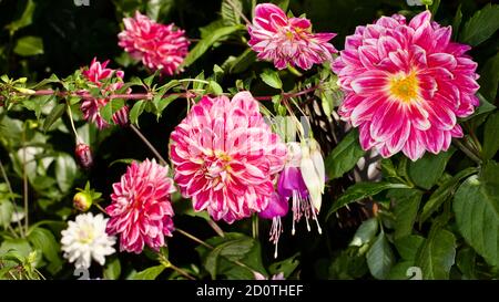 Schöne Darstellung von Dahlien und Fuchsias Stockfoto