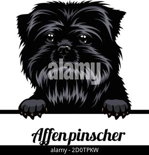 Kopf AffenPinscher - Hunderasse. Farbbild eines Hundekopfes isoliert auf weißem Hintergrund Stock Vektor