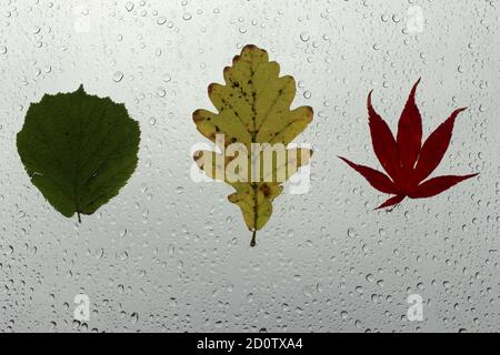 Ein Foto von herbstlichen Blättern, die an einem nassen Fenster festgeklebt sind, bedeckt mit Perlen von Regentropfen. Konzept der Herbstsaison Stockfoto