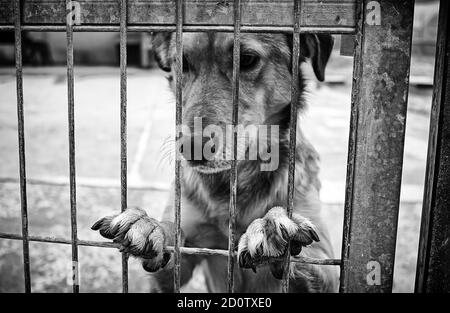 Hund in geschlossenen Kennel, ausgesetzten Tiere, Missbrauch Stockfoto