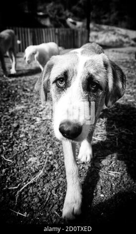 Traurige Mastiff Hunde auf dem Feld, Tieraufgabe Stockfoto