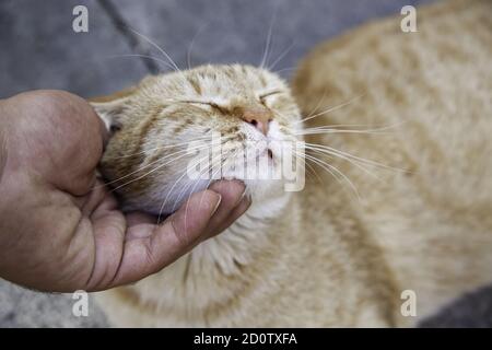 Person streichelte streunende Katze, Tiere und Haustiere, Katze Zuneigung Stockfoto