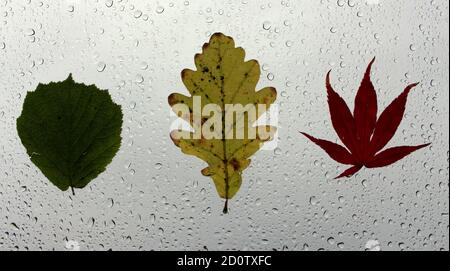 Ein Foto von herbstlichen Blättern, die an einem nassen Fenster festgeklebt sind, bedeckt mit Perlen von Regentropfen. Konzept der Herbstsaison Stockfoto