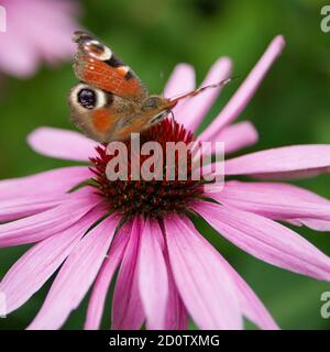 Schmetterling 'Aglais io' auf einem violetten 'Echinacea purpurea' mit einem verschwommenen grünen Hintergrund. Stockfoto