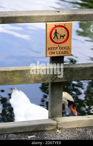 Ein Landparkschild warnt Besucher, Hunde auf führt in der Nähe von Wildtieren zu halten. Ein stummer Schwan driftet vorbei. Stockfoto