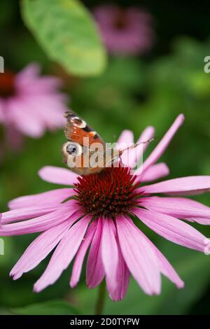 Schmetterling 'Aglais io' auf einem violetten 'Echinacea purpurea' mit einem verschwommenen grünen Hintergrund. Stockfoto