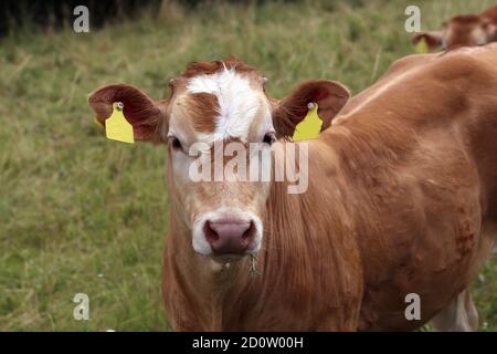 Rotes Kalb auf einer Weide, das auf die Kamera schaut Stockfoto