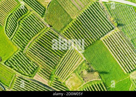 Valtellina (IT) Apfelplantagen im Chiuro Gebiet Ponte in Valtellina Luftaufnahme Stockfoto