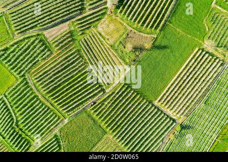 Valtellina (IT) Apfelplantagen im Chiuro Gebiet Ponte in Valtellina Luftaufnahme Stockfoto