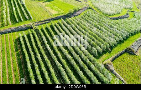 Valtellina (IT) Apfelplantagen im Chiuro Gebiet Ponte in Valtellina Luftaufnahme Stockfoto
