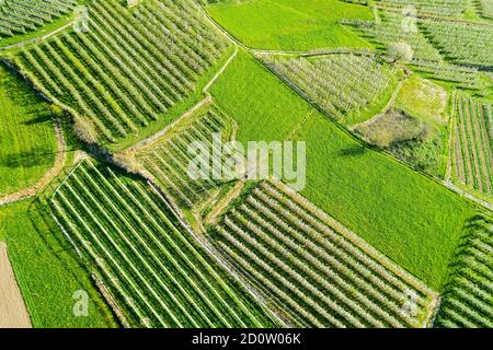 Valtellina (IT) Apfelplantagen im Chiuro Gebiet Ponte in Valtellina Luftaufnahme Stockfoto