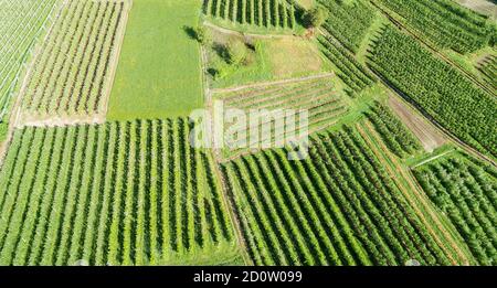 Valtellina (IT) Apfelplantagen im Chiuro Gebiet Ponte in Valtellina Luftaufnahme Stockfoto