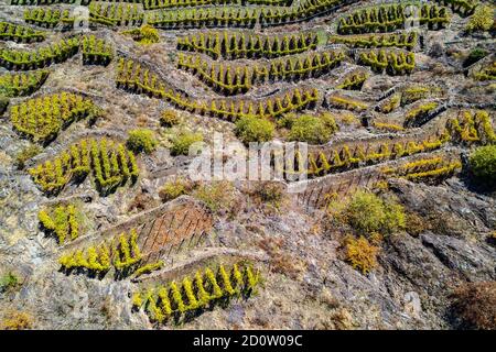 Valtellina Weinberg herbstliche Luftaufnahme Stockfoto
