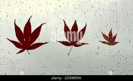 Ein Foto von herbstlichen Blättern, die an einem nassen Fenster festgeklebt sind, bedeckt mit Perlen von Regentropfen. Konzept der Herbstsaison Stockfoto