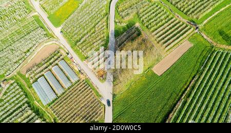 Valtellina (IT) Apfelplantagen im Chiuro Gebiet Ponte in Valtellina Luftaufnahme Stockfoto