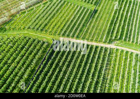 Valtellina (IT) Apfelplantagen im Chiuro Gebiet Ponte in Valtellina Luftaufnahme Stockfoto